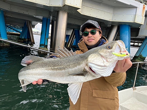 シーバスの釣果