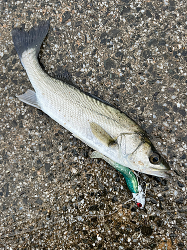 セイゴ（マルスズキ）の釣果