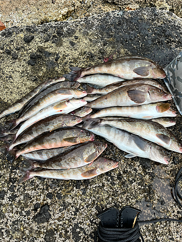 ホッケの釣果