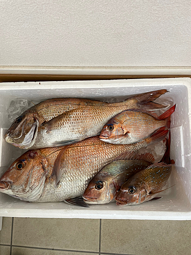 マダイの釣果