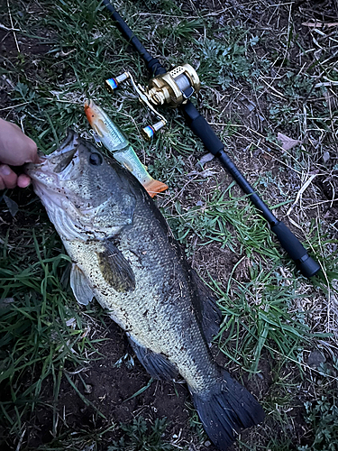 ブラックバスの釣果