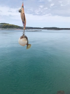 キタマクラの釣果