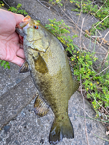 スモールマウスバスの釣果