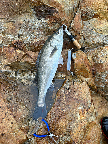 スズキの釣果