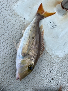 アミフエフキの釣果