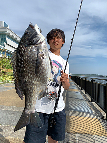 クロダイの釣果