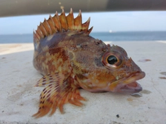 カサゴの釣果