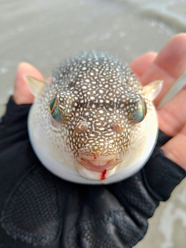 クサフグの釣果