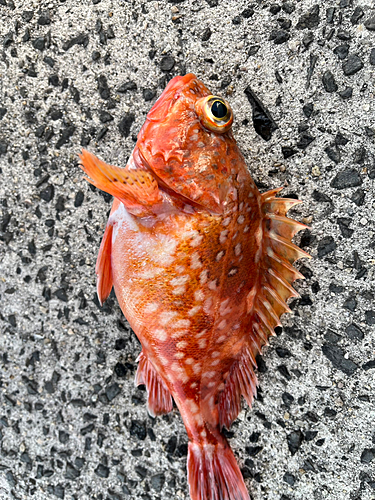 カサゴの釣果