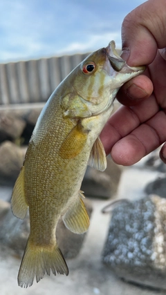 スモールマウスバスの釣果