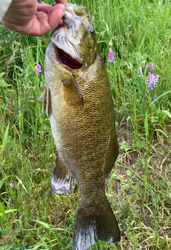 スモールマウスバスの釣果