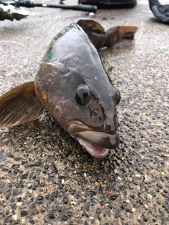 アイナメの釣果