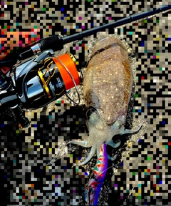 コウイカの釣果