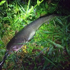 マナマズの釣果