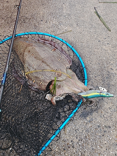 モンゴウイカの釣果