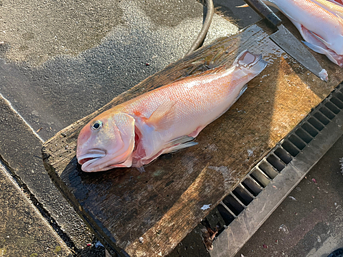 シロアマダイの釣果