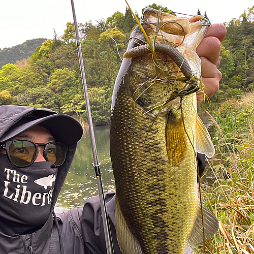 ブラックバスの釣果