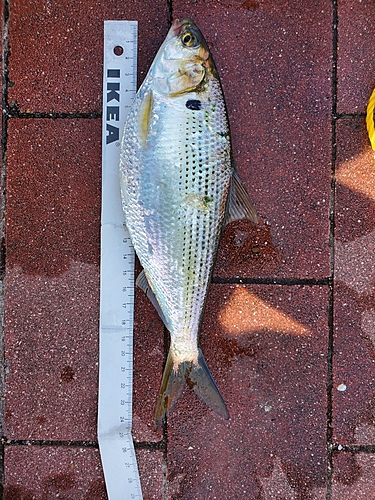 コノシロの釣果