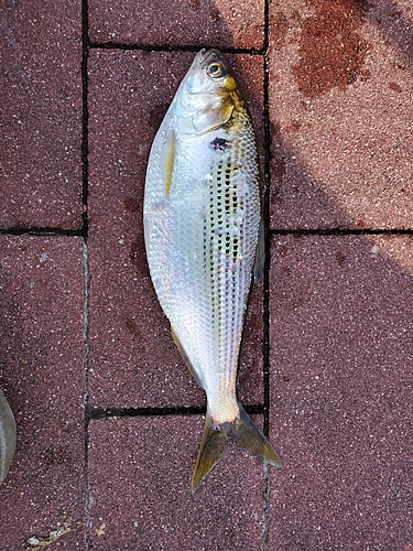 コノシロの釣果