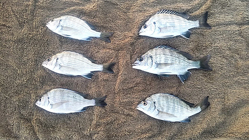 クロダイの釣果