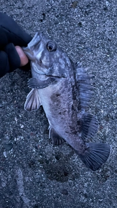 クロソイの釣果