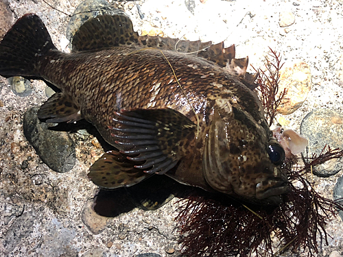 ムラソイの釣果