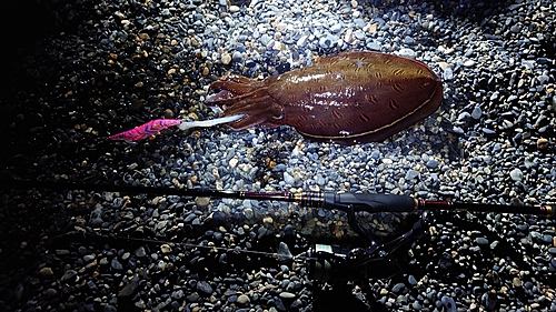 モンゴウイカの釣果