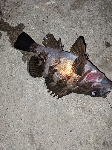 アカメバルの釣果