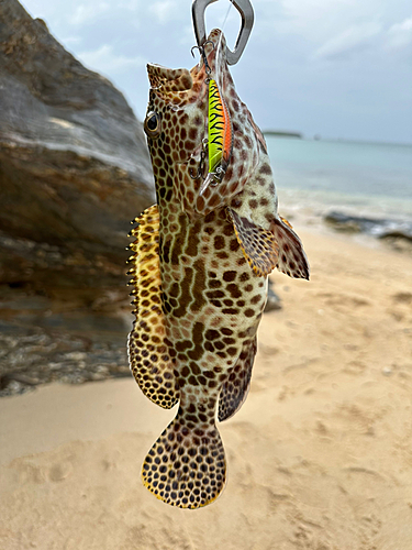 イシミーバイの釣果