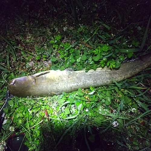 マナマズの釣果