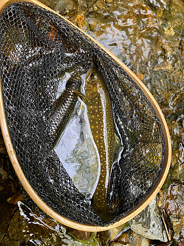 イワナの釣果