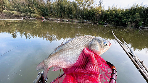 ヘラブナの釣果