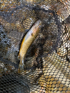 イワナの釣果