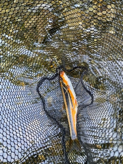 ウグイの釣果