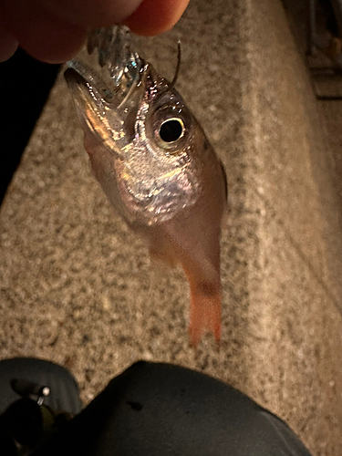 クロホシイシモチの釣果