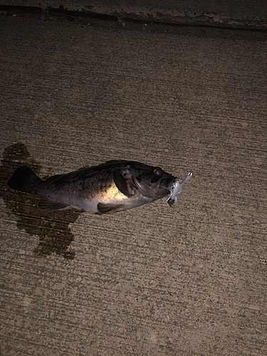 クロソイの釣果