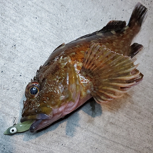 カサゴの釣果