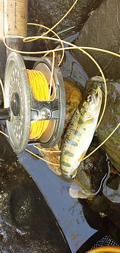 アマゴの釣果