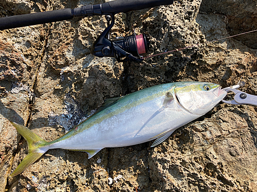 ヤズの釣果