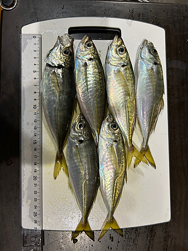 アジの釣果