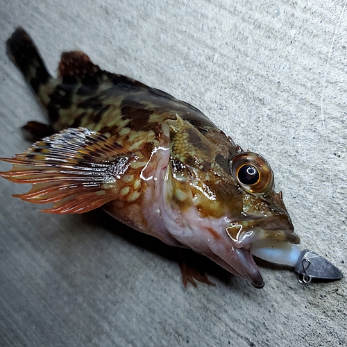 カサゴの釣果