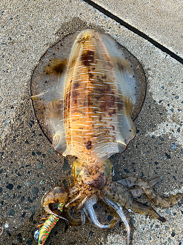 アオリイカの釣果