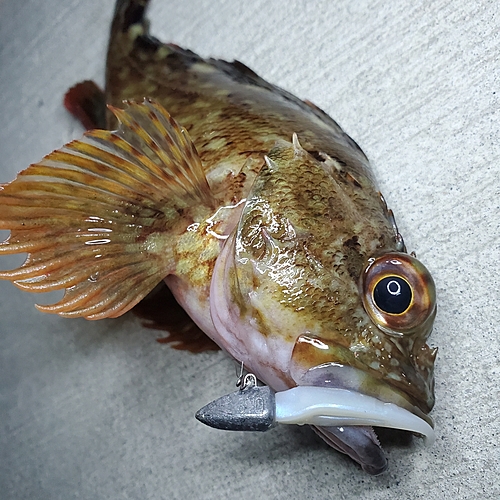 カサゴの釣果