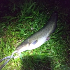 マナマズの釣果