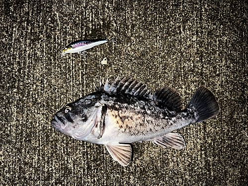 クロソイの釣果