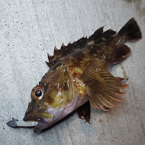 カサゴの釣果