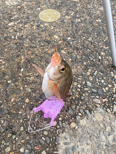 ウミタナゴの釣果