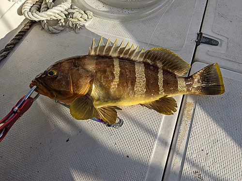 アオハタの釣果