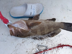 オオモンハタの釣果