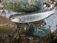 イワナの釣果